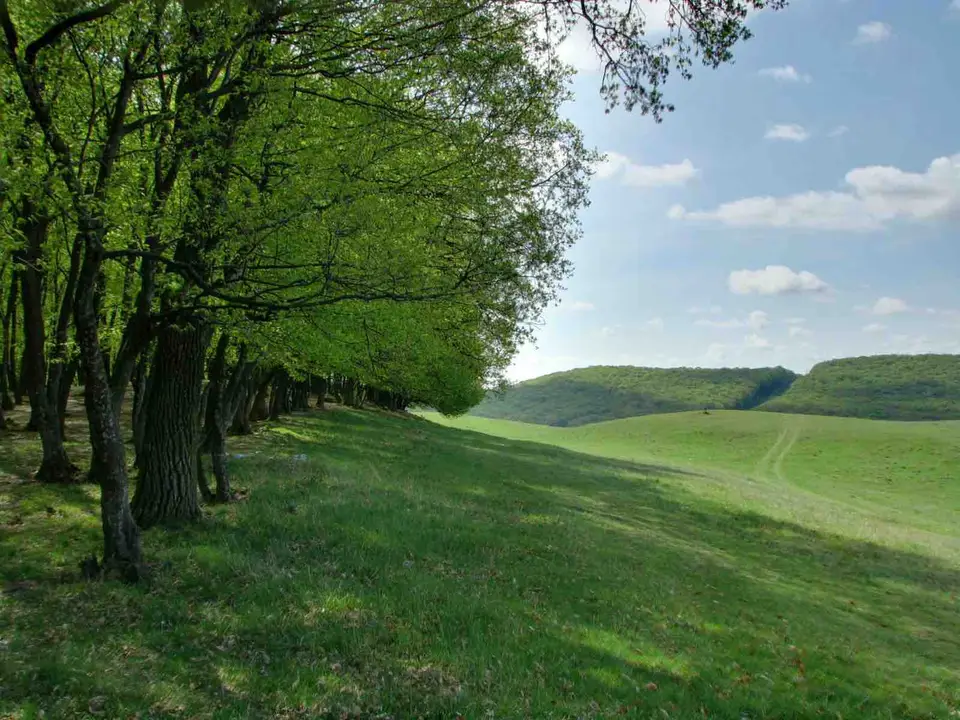 Sângeorgiu de Mureș, fotografia 2