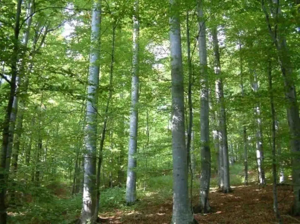 Pădurea Hagieni