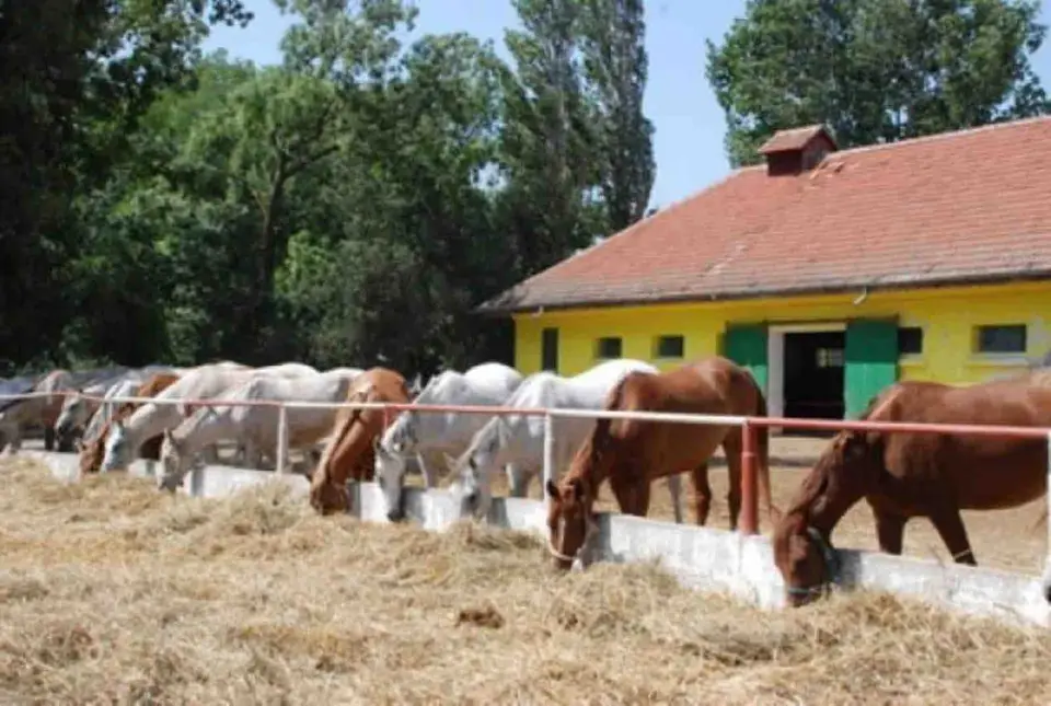 Foto: arhiva site-ului HERGHELIA Mangalia, fotografia 1