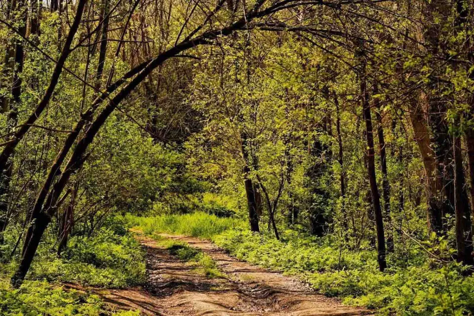 Foto: arhiva site-ului Pădurea Hagieni, fotografia 3