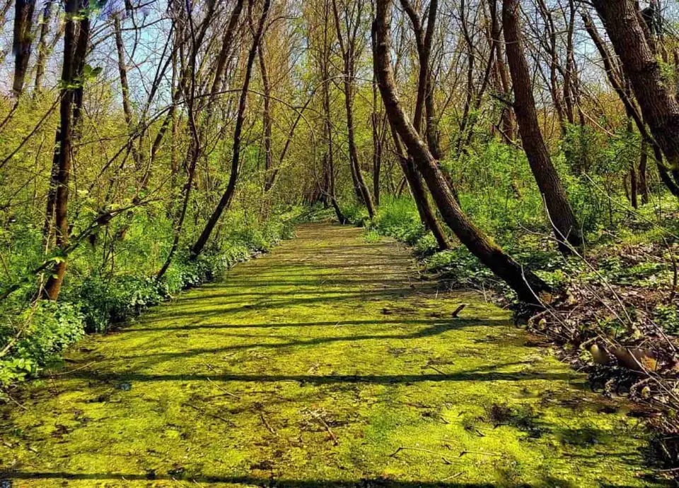REZERVAȚIA NATURALĂ PĂDUREA HAGIENI