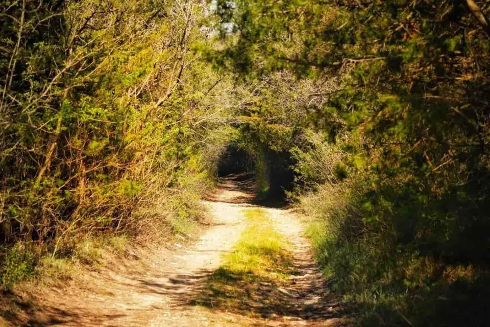 Foto: arhiva site-ului Pădurea Hagieni, fotografia 1