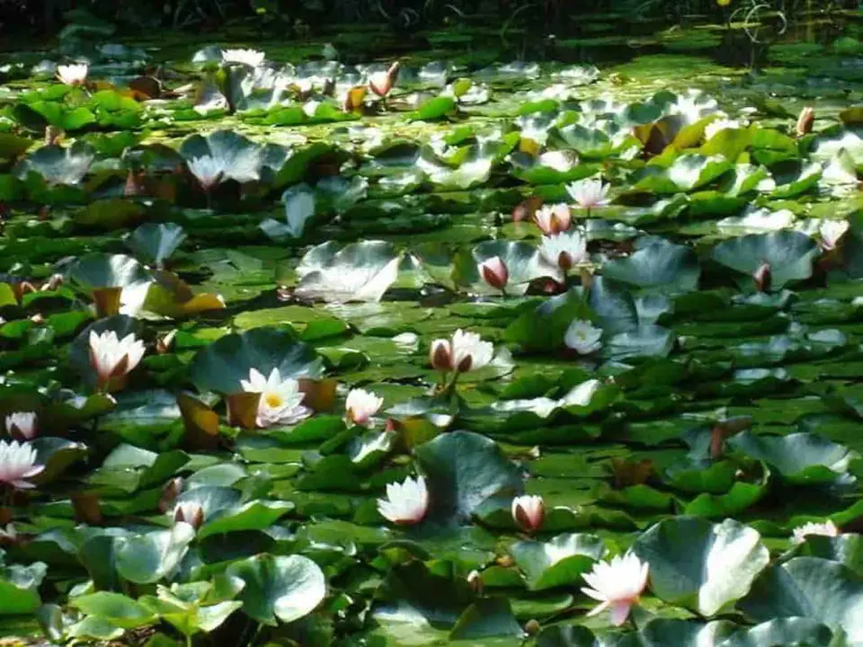 Lacul cu Nuferi Băile Olănești